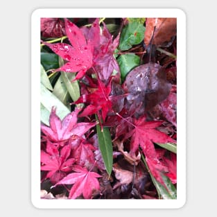 The Forest Floor of Red and Green Holiday Leaves Sticker